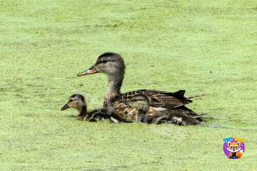 Three Sleepy Ducks