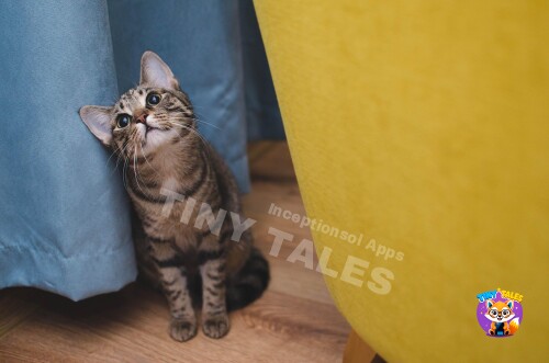 The Cat Who Loved Boxes