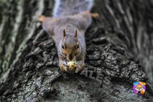 The Squirrel Who Saved Acorns