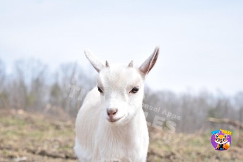 Button the Brave Little Goat