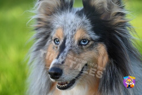 Buddy the Small Sheepdog