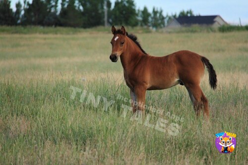 Storm and the Young Colt Blaze